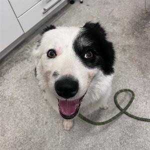 VANDAM, Border Collie, adult, available for adoption