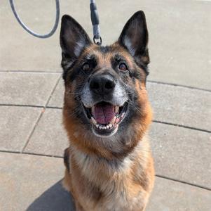 LUCKY, German Shepherd Dog, senior, available for adoption