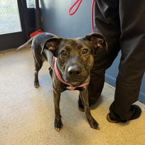 COCO, German Shepherd Dog / Pit Bull Terrier, young, available for adoption