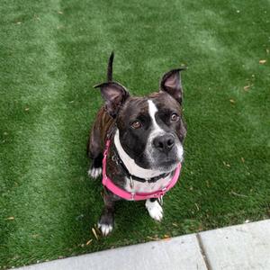 MS MOUSSE, Pit Bull Terrier, adult, available for adoption
