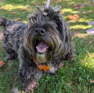 OZZY, Havanese, adult, available for adoption