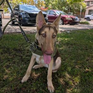 FINN, German Shepherd Dog / Labrador Retriever, young, available for adoption