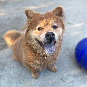 A happy brown dog with a blue ball nearby