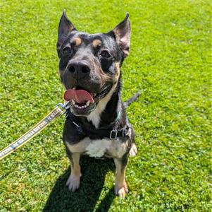 BART, German Shepherd Dog, young, available for adoption