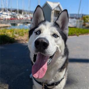 SCOOBY, Husky, adult, available for adoption