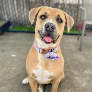 PENNY, Mastiff, adult, available for adoption