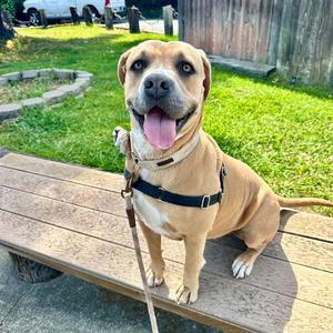 PENNY, Mastiff, adult, available for adoption