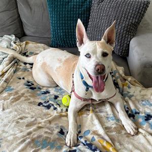DAISY, Husky, adult, available for adoption