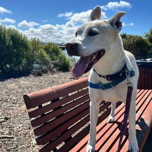 DAISY, Husky, adult, available for adoption