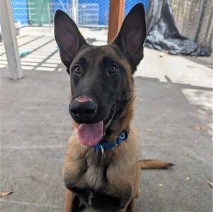 ROCKY, Belgian Shepherd Malinois, young, available for adoption
