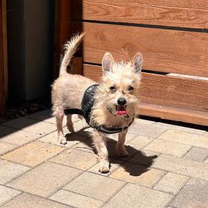 JACK DANIELS, Maltese, adult, available for adoption
