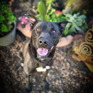 BUDDY, Labrador Retriever / Pit Bull Terrier, adult, available for adoption