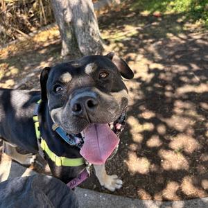 PERRY, Pit Bull Terrier, adult, available for adoption