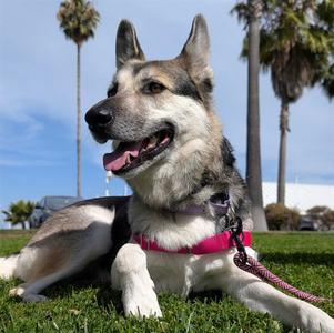 MAHEA, German Shepherd Dog / Siberian Husky, senior, available for adoption