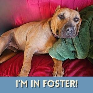 CAPPY, Chinese Shar-Pei, senior, available for adoption