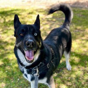 SINATRA, Siberian Husky / German Shepherd Dog, adult, available for adoption