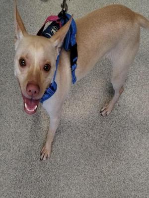 A light-colored dog wearing a blue harness, standing on a carpeted floor.