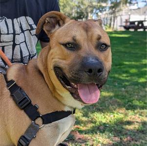 DUKE, Pit Bull Terrier, young, available for adoption
