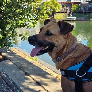 LEXI, German Shepherd Dog, adult, available for adoption