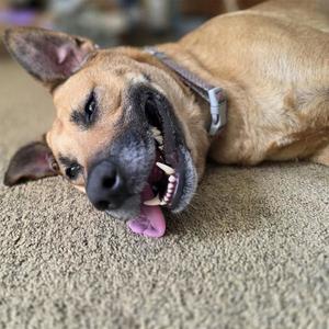 LEXI, German Shepherd Dog, adult, available for adoption