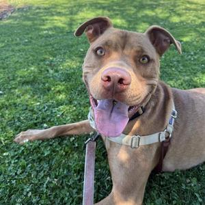 SANDMAN, Pit Bull Terrier, adult, available for adoption