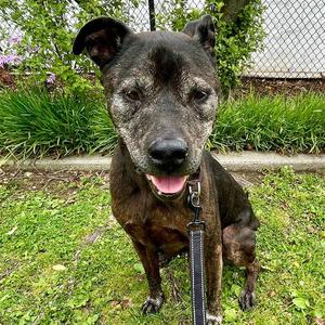 GAMBIT, Staffordshire Bull Terrier, senior, available for adoption
