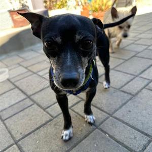 PUP DIOOGHEE, Chihuahua, senior, available for adoption