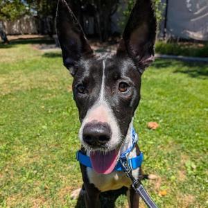 DAPHNE, Australian Cattle Dog/Blue Heeler, young, available for adoption