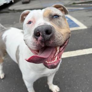 SHELLSEA, Staffordshire Bull Terrier / Australian Cattle Dog/Blue Heeler, adult, available for adoption