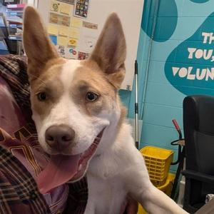 IRIS, Husky / Pit Bull Terrier, young, available for adoption