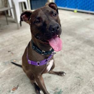 ECLIPSE, Pit Bull Terrier, adult, available for adoption