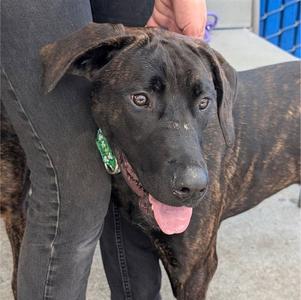 HAYLEY, Plott Hound, young, available for adoption