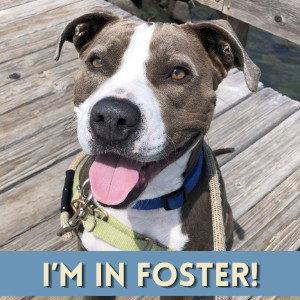SAMANTHA, Pit Bull Terrier, adult, available for adoption