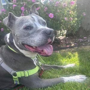 KONA, Staffordshire Bull Terrier, senior, available for adoption