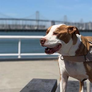 POPPA, Pit Bull Terrier, adult, available for adoption
