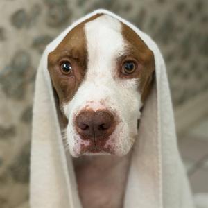A brown and white dog with a towel wrapped around its head, looking directly at the camera.
