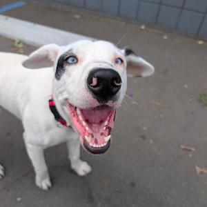 KRYPTO, Labrador Retriever, young, available for adoption