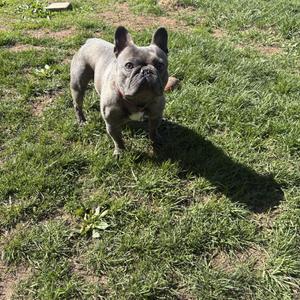A grey French bulldog stands on a grassy lawn, casting a shadow.