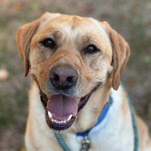 Peanut, Yellow Labrador Retriever, young, available for adoption