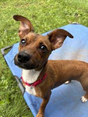 Lyra, Chihuahua, young, available for adoption
