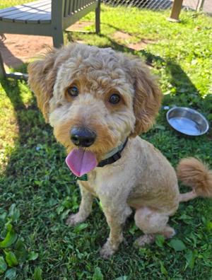 Cosmo, Goldendoodle, adult, available for adoption