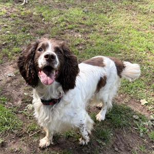 Stone, English Springer Spaniel, senior, available for adoption