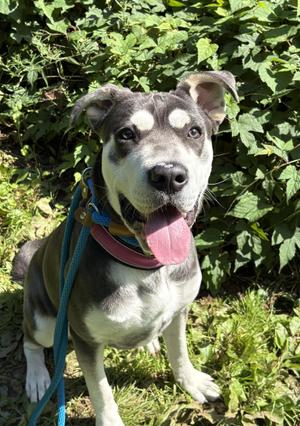 Athena, German Shepherd Dog / Pit Bull Terrier, puppy, available for adoption