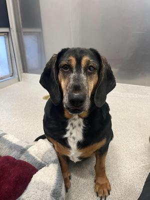 Kettle, Hound, adult, available for adoption