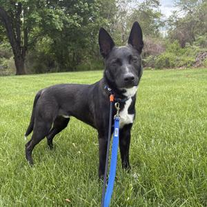 Nemo, German Shepherd Dog, young, available for adoption