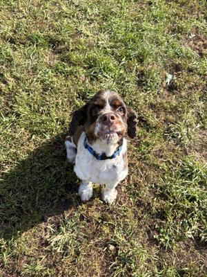 Dune, Cocker Spaniel, adult, available for adoption