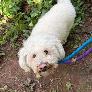 Benny, Cavapoo, senior, available for adoption