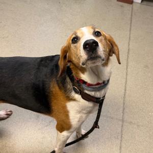 Blair, Mixed Breed (Medium), senior, available for adoption