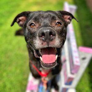 Goose, Mixed Breed (Large), adult, available for adoption