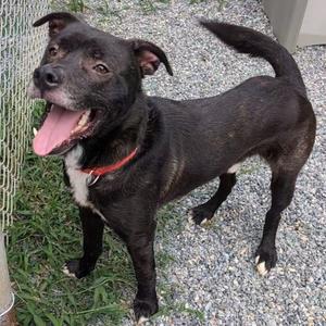 Goose, Mixed Breed (Large), adult, available for adoption